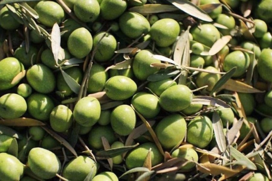 Waafrika wanateswa vibaya katika mashamba ya Mizeituni Italia