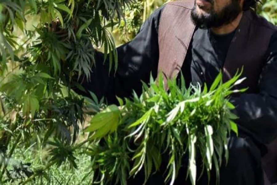 Baada ya mihadarati ya kasumba, Taliban yapiga marufuku ulimaji bangi Afghanistan