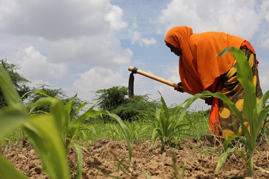 Ripoti kuhusu njaa ya Sudan na hasara ya dola bilioni 200 kutokana na vita vya wenyewe kwa wenyewe