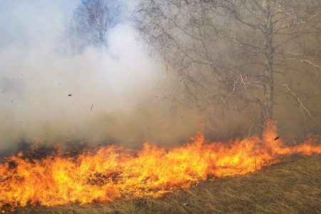 غزہ میں کسانوں پر اسرائیلی فوج کی آنسو گیس شیلنگ